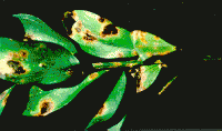 /album/bacterias-fitopatogenas/rh9316f1-gif/